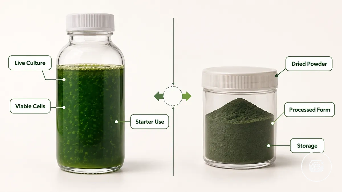 Culture vivante de spiruline comparée à la poudre de spiruline séchée pour le démarrage d’un kit de culture